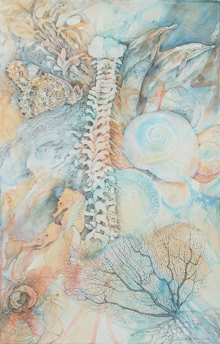 DELPHINUS-spine-drawing-with-dolphins-ocean-shells-by-artist-Elizabeth-Reed