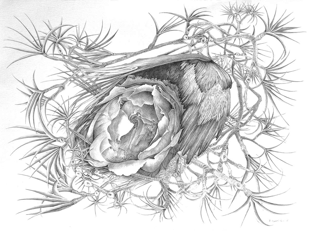 NEST-graphite-drawing-of-nature-by-artist-Elizabeth-Reed