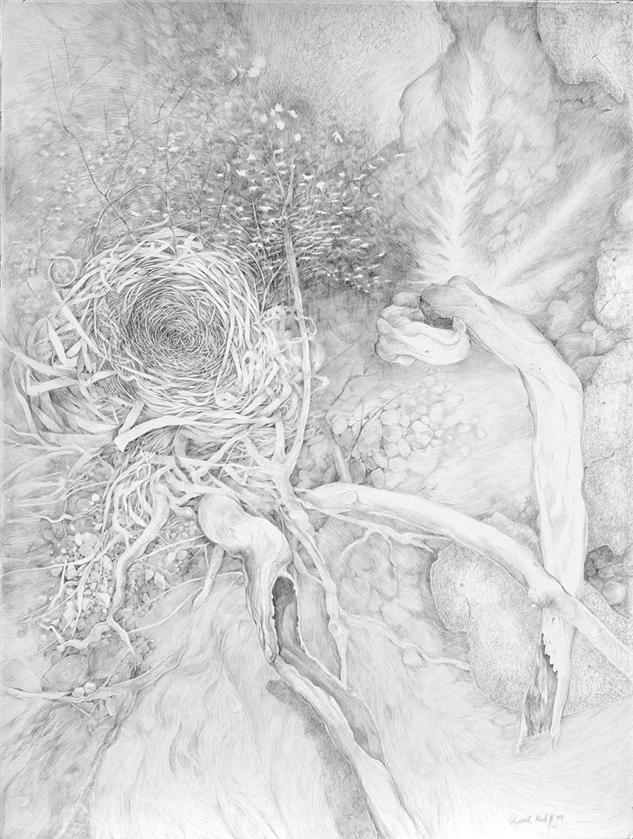 QIAN-silverpoint-drawing-of-nests-and-nature-by-artist-Elizabeth-Reed
