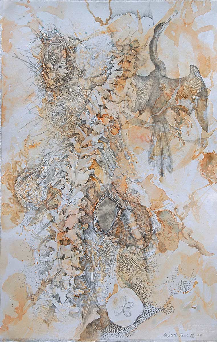 VESTIGE-spine-drawing-by-artist-Elizabeth-Reed-shell-anhinga-frog-bones-florida
