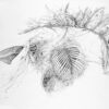OPEN-HEART-graphite-drawing-by-artist-Elizabeth-Reed-about-open-hearts-and-nature
